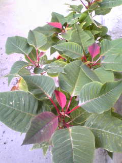 Image005.jpg